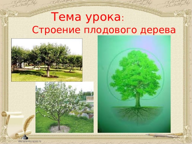 Тема урока : Строение плодового дерева 