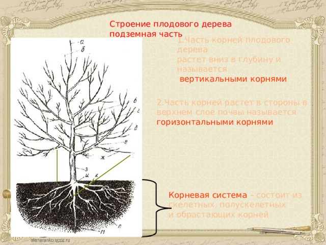 Строение плодового дерева подземная часть 1.Часть корней плодового дерева растет вниз в глубину и называется  вертикальными корнями 2.Часть корней растет в стороны в верхнем слое почвы называется горизонтальными корнями 2 1 Корневая система – состоит из скелетных, полускелетных и обрастающих корней 