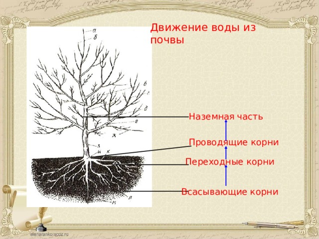 Движение воды из почвы  Наземная часть Проводящие  корни Переходные  корни Всасывающие корни 