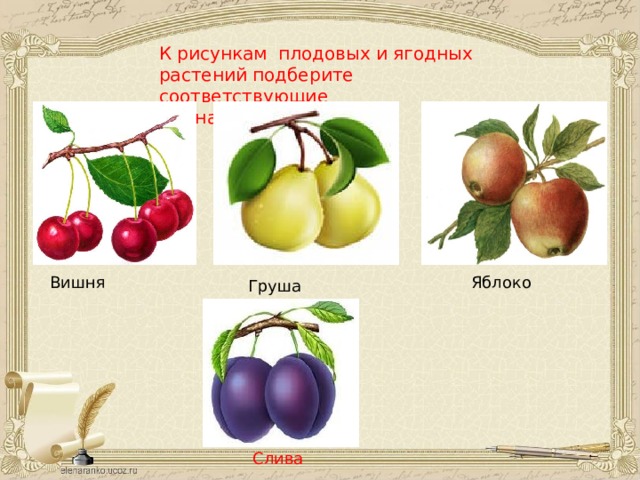 К рисункам плодовых и ягодных растений подберите соответствующие  им названия: Вишня Яблоко Груша Слива 