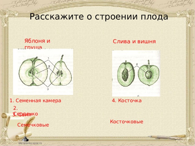 Строение яблока. Строение плода груши. Строение плода груши схема. Строение плодов яблока. Строение плодов груши.