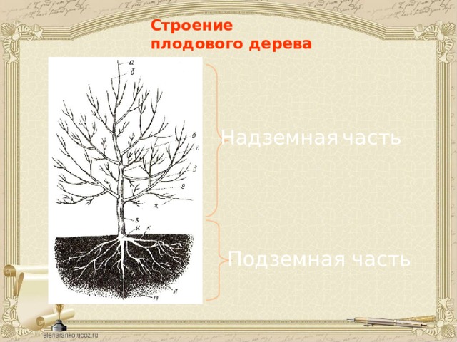 Строение плодового дерева Надземная  часть Подземная часть 