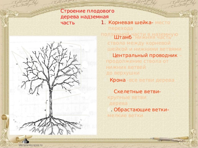 Строение плодового дерева надземная часть Корневая шейка- место перехода подземной части в наземную 2.  Штамб - нижняя часть ствола между корневой шейкой и нижними ветвями 5 6 3.  Центральный проводник – продолжение ствола от нижних ветвей до верхушки 4 4.  Крона -все ветви дерева 5.  Скелетные ветви- крупные ветви  дерева 3 2 6 . Обрастающие ветки- мелкие ветки 1 