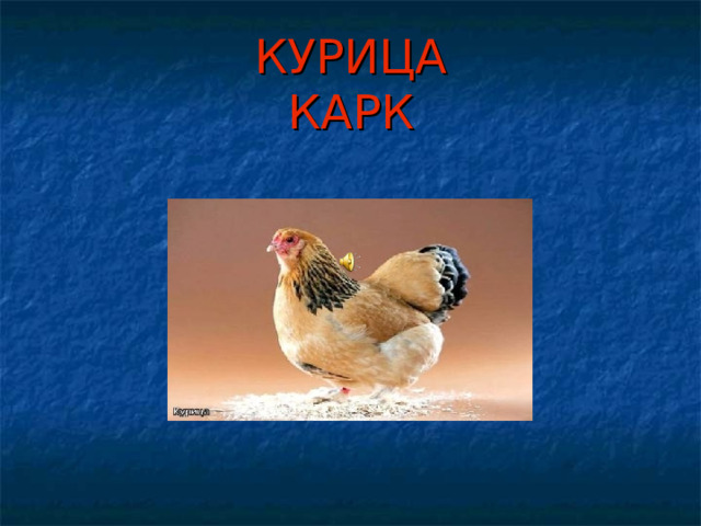 КУРИЦА  КАРК 