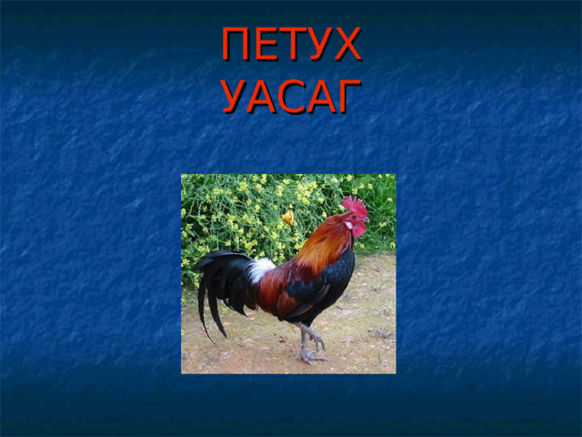 ПЕТУХ  УАСАГ 