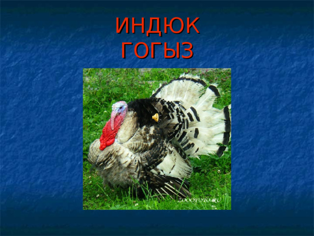 ИНДЮК  ГОГЫЗ 