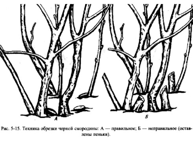 Жимолость обрезка осенью омоложение старого куста схема