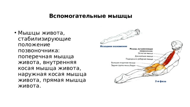 Вспомогательные мышцы Мышцы живота, стабилизирующие положение позвоночника: поперечная мышца живота, внутренняя косая мышца живота, наружная косая мышца живота, прямая мышца живота.