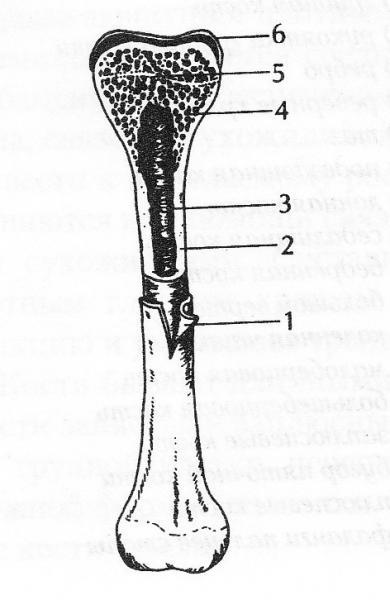 Назовите элементы строения кости обозначенные на рисунке цифрами 1 и 2