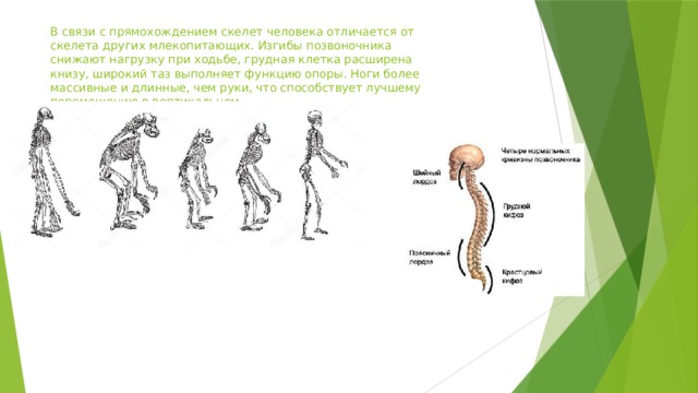 В связи с прямохождением скелет человека отличается от скелета других млекопитающих. Изгибы позвоночника снижают нагрузку при ходьбе, грудная клетка расширена книзу, широкий таз выполняет функцию опоры. Ноги более массивные и длинные, чем руки, что способствует лучшему перемещению в вертикальном 