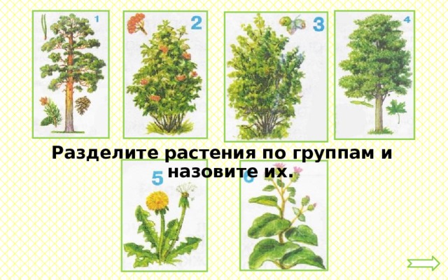Разделите растения по группам и назовите их. 