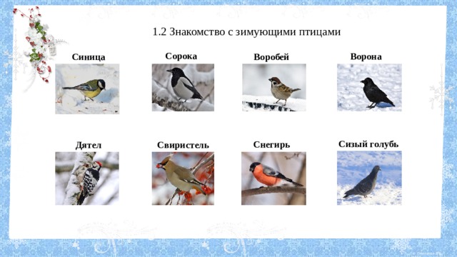 1.2 Знакомство с зимующими птицами Сорока Ворона Синица Воробей Сизый голубь Снегирь Свиристель Дятел 