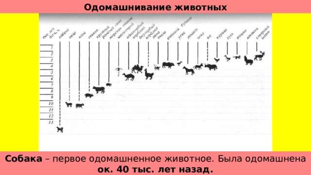 Одомашнивание животных Собака – первое одомашненное животное.  Была одомашнена ок. 40 тыс. лет назад. 