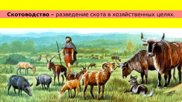Скотоводство – разведение скота в хозяйственных целях. 