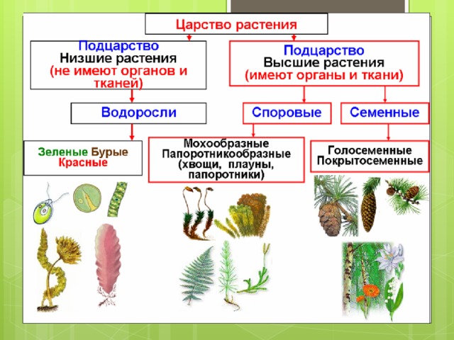 12/11/20  Тюльнева О.М. 