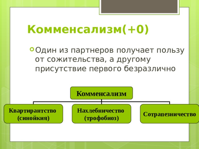 Комменсализм(+0) Один из партнеров получает пользу от сожительства, а другому присутствие первого безразлично Комменсализм Квартирантство Нахлебничество Сотрапезничество (синойкия) (трофобиоз) 