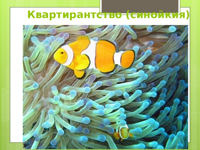 Квартирантство (синойкия) 