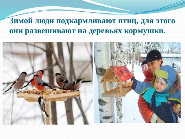 Зимой люди подкармливают птиц, для этого они развешивают на деревьях кормушки. 