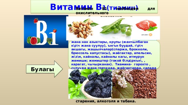 Витамин В 1(тиамин) Витамин B1 необходим для окислительного декарбоксилирования кетокислот, (пировиноградной и молочной), синтеза ацетилхолина, он участвует в углеводном обмене и связанных с ним энергетическом, жировом, белковом, водно-солевом обмене, оказывает регулирующее воздействие на деятельность нервной системы, улучшает циркуляцию крови и участвует в кроветворении. Тиамин оптимизирует познавательную активность и функции мозга. Он оказывает положительное действие на уровень энергии, рост, нормальный аппетит, способность к обучению и необходим для тонуса мышц пищеварительного тракта, желудка и сердца. Антиоксидант, защищает организм от разрушительного воздействия старения, алкоголя и табака. Майда ,ирик тартылган ундан жасалган нан жана нан азыктары, крупы (жанчылбаган к\р\ч жана суулуу), ънгън буудай, г\р\ч акшагы, жашылчалар(спаржа, брокколи, брюссель капустасы), жаёгактар, апельсин, ж\з\м, кайналы, кайналы кагы, итмурун жемиши; жемиштер (токой б\лд\ркън\, , карагат, чычырканак). Тиамина- горохто , сулууда жана гречкада, жаёгактарда, салада къп. Булагы 