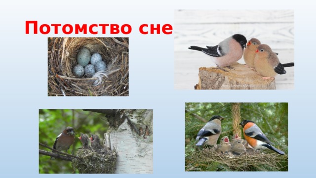 Потомство снегирей 