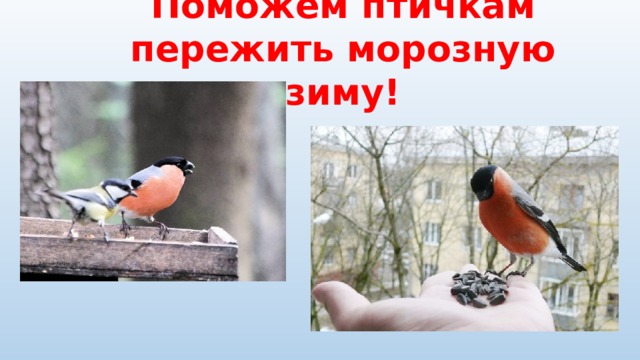 Поможем птичкам пережить морозную зиму! 