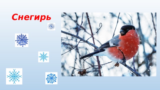 Снегирь 