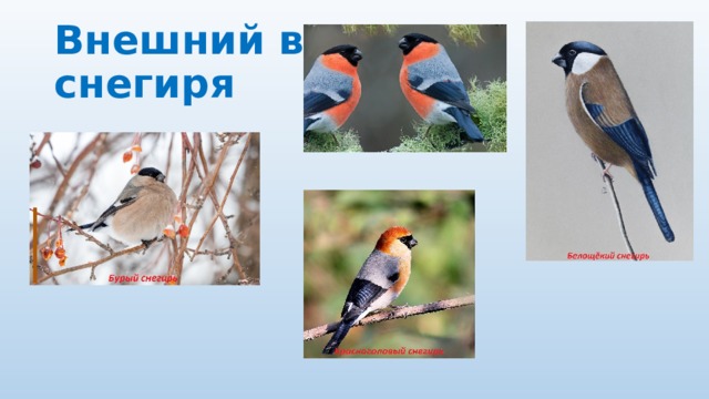 Внешний вид  снегиря 