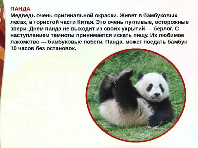 ПАНДА Медведь очень оригинальной окраски. Живет в бамбуковых лесах, в гористой части Китая. Это очень пугливые, осторожные звери. Днем панда не выходит из своих укрытий — берлог. С наступлением темноты принимается искать пищу. Их любимое лакомство — бамбуковые побеги. Панда, может поедать бамбук 10 часов без остановок. 