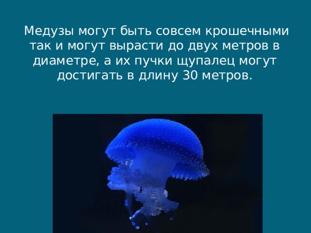   Медузы могут быть совсем крошечными так и могут вырасти до двух метров в диаметре, а их пучки щупалец могут достигать в длину 30 метров. 