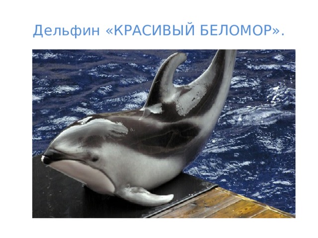 Дельфин «КРАСИВЫЙ БЕЛОМОР». 
