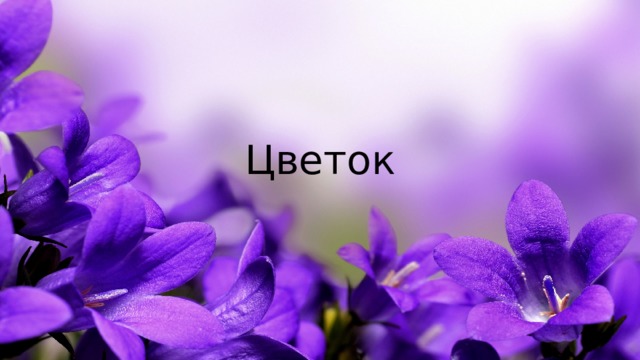 Цветок 