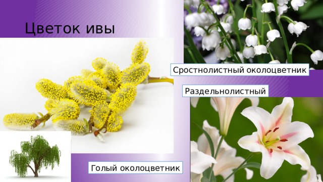 Цветок ивы Сростнолистный  околоцветник Раздельнолистный Голый околоцветник 