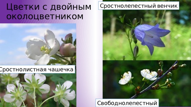 Цветки с двойным околоцветником Сростнолепестный  венчик Сростнолистная чашечка Свободнолепестный 