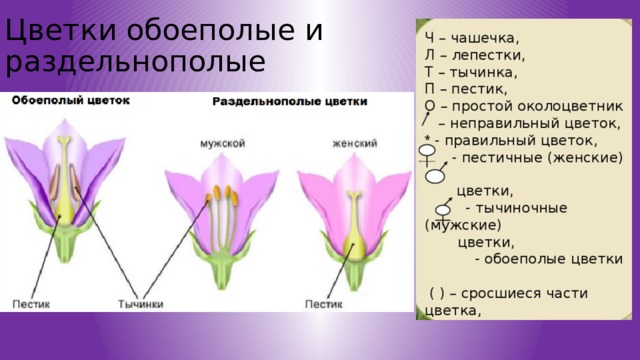 Обоеполыми называют. Однополые и обоеполые цветки. Обоеполые и раздельнополые. Растения с обоеполыми цветками. Раздельнополые цветки.