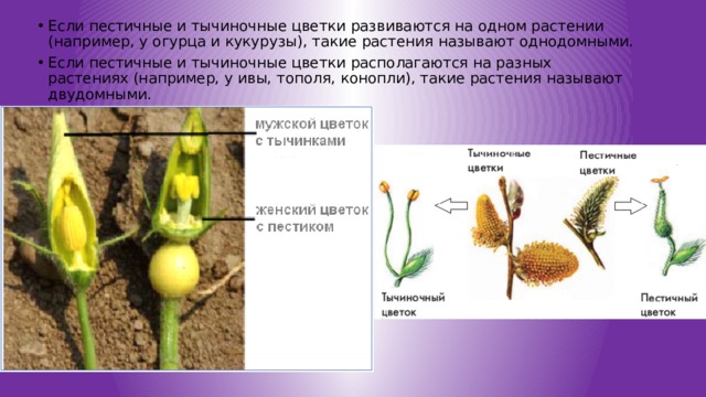 Если пестичные и тычиночные цветки развиваются на одном растении (например, у огурца и кукурузы), такие растения называют однодомными. Если пестичные и тычиночные цветки располагаются на разных растениях (например, у ивы, тополя, конопли), такие растения называют двудомными. 