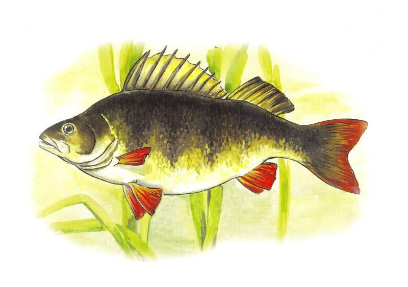 Картинка речные рыбы для детей. Рыба окунь для детей. Рыба ёрш и окунь. Речной окунь. Изображение рыбы для детей.