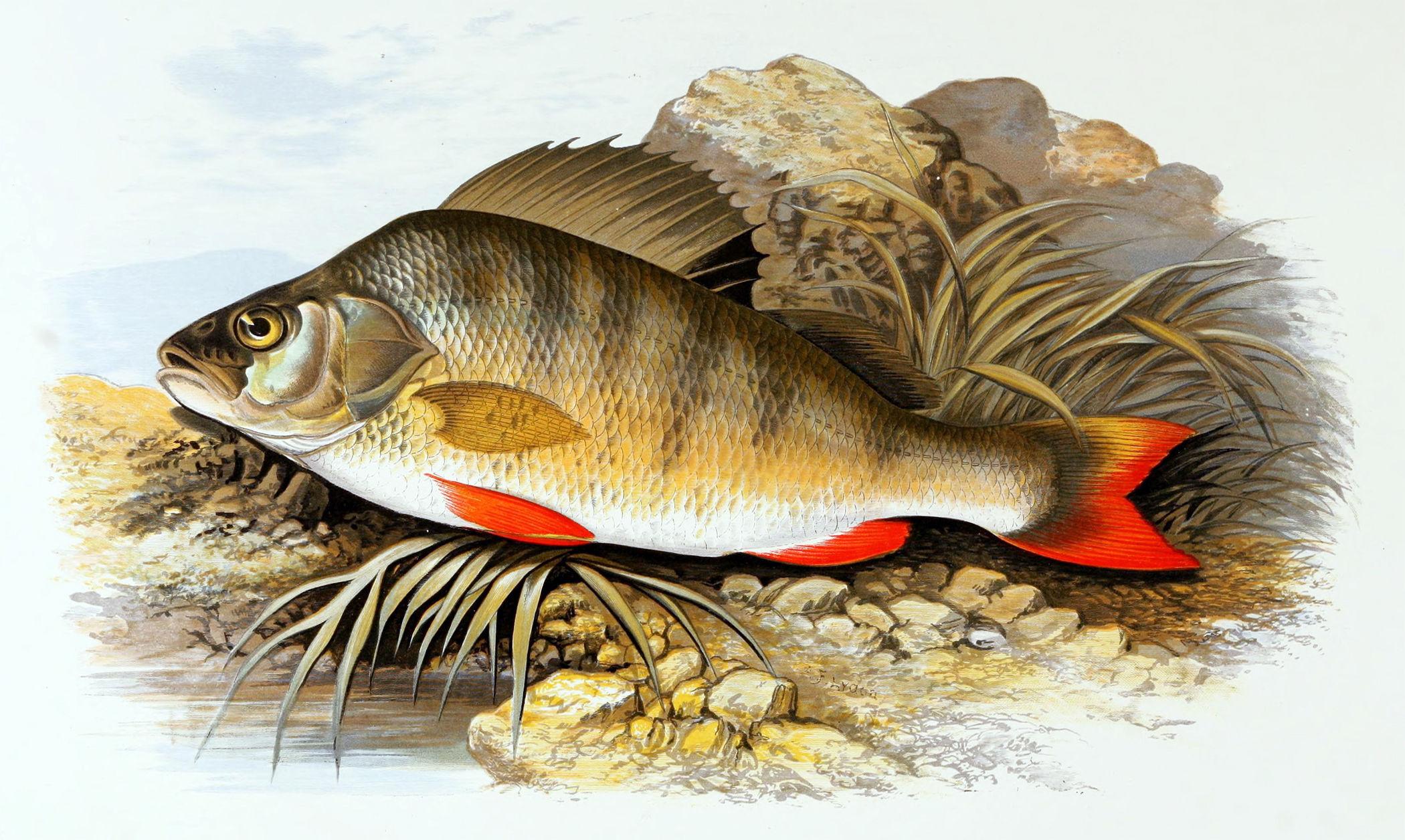 Рыба из окуневых. Речной окунь perca fluviatilis. Perca fluviatilis Linnaeus, 1758-Речной окунь. Речной окунь ихтиология. Ареал окуня обыкновенного.