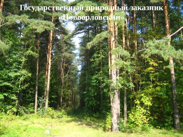 Государственный природный заказник «Новоорловский» 