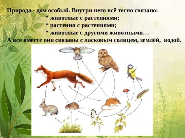Презентация "Дикорастущие и комнатные растения"