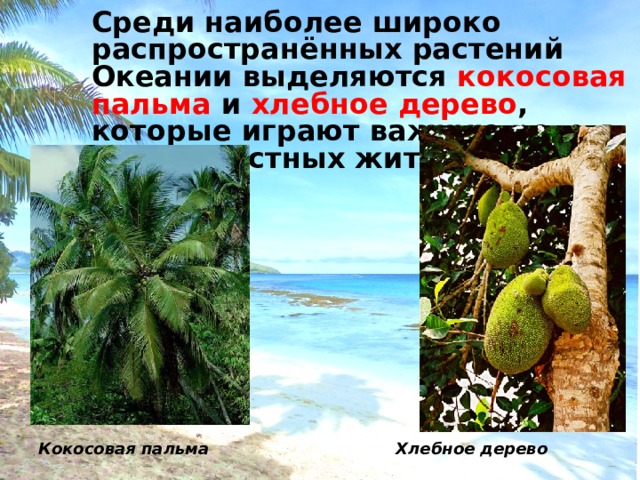 Среди наиболее широко распространённых растений Океании выделяются кокосовая пальма и хлебное дерево , которые играют важную роль в жизни местных жителей.  Кокосовая пальма    Хлебное дерево 