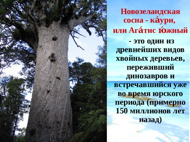 Новозеландская сосна - ка́ури, или Ага́тис ю́жный  - это один из древнейших видов хвойных деревьев, переживший динозавров и встречавшийся уже во время юрского периода (примерно 150 миллионов лет назад)   