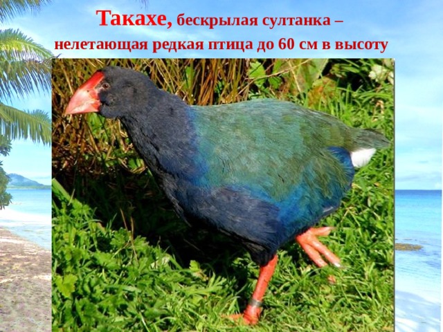 Такахе,  бескрылая султанка – нелетающая редкая птица до 60 см в высоту 