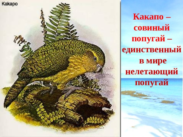 Какапо – совиный попугай  – единственный  в мире нелетающий попугай 
