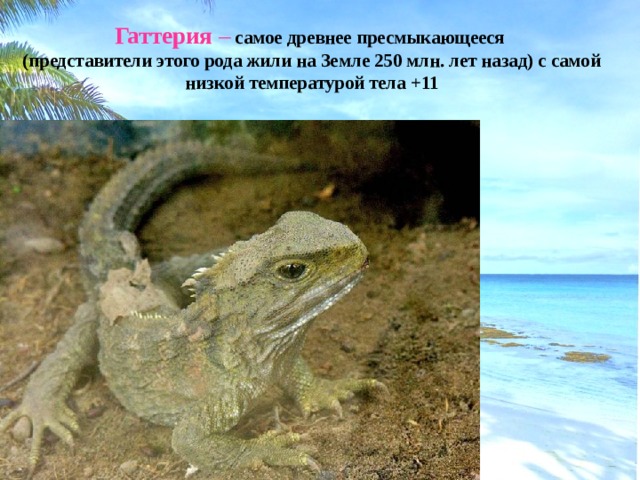 Гаттерия –  самое древнее пресмыкающееся  (представители этого рода жили на Земле 250 млн. лет назад) с самой низкой температурой тела +11 