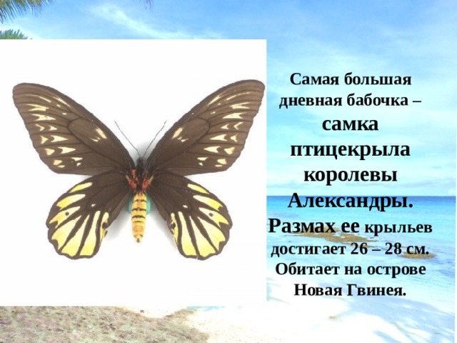 Самая большая дневная бабочка – самка птицекрыла королевы Александры. Размах ее крыльев достигает 26 – 28 см. Обитает на острове Новая Гвинея. 