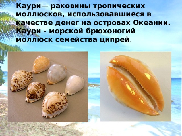 Каури — раковины тропических моллюсков, использовавшиеся в качестве денег на островах Океании. Каури - морской брюхоногий моллюск семейства ципрей .  