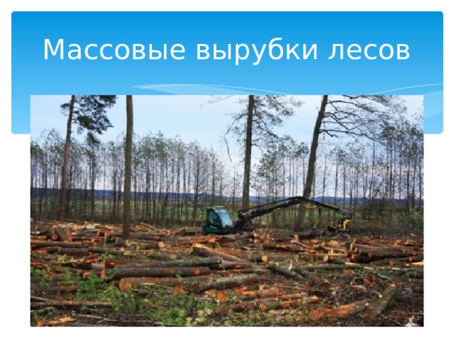 Массовые вырубки лесов 