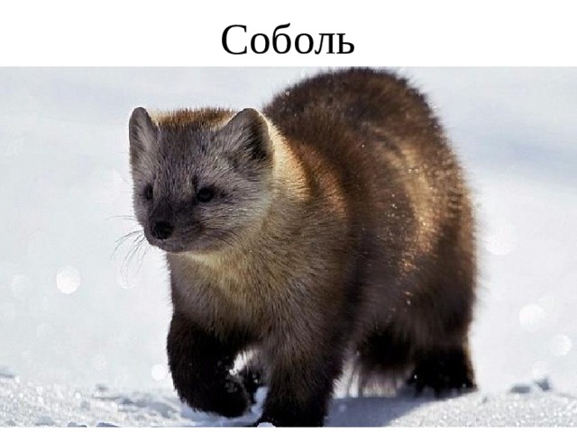 Соболь 