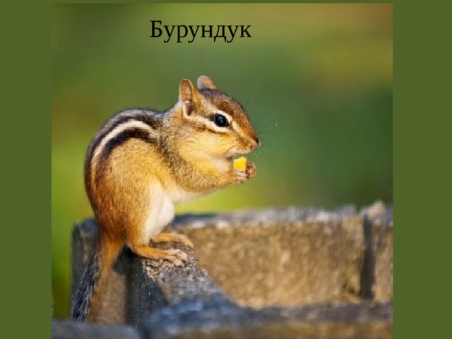 Бурундук 