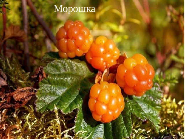 Морошка 